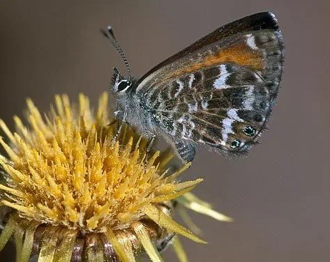 Mariposa endémica posada sobre una flor amarilla